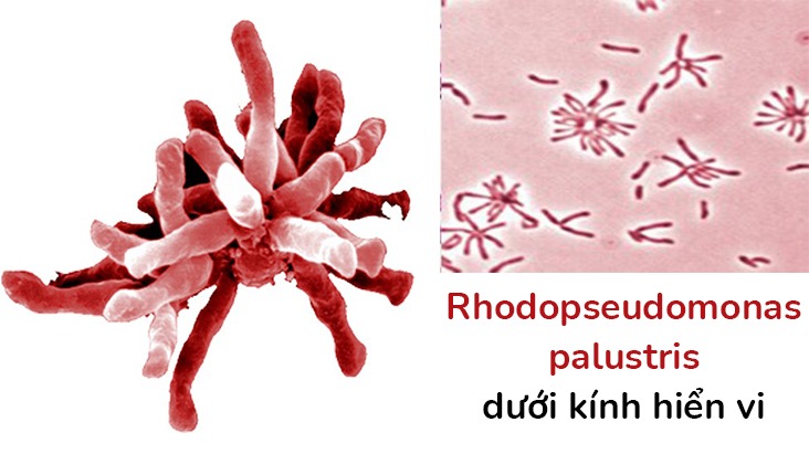 Rhodopseudomonas-palustris-suc-manh-cua-vi-khuan-quang-duong-trong-nuoi-trong-thuy-san