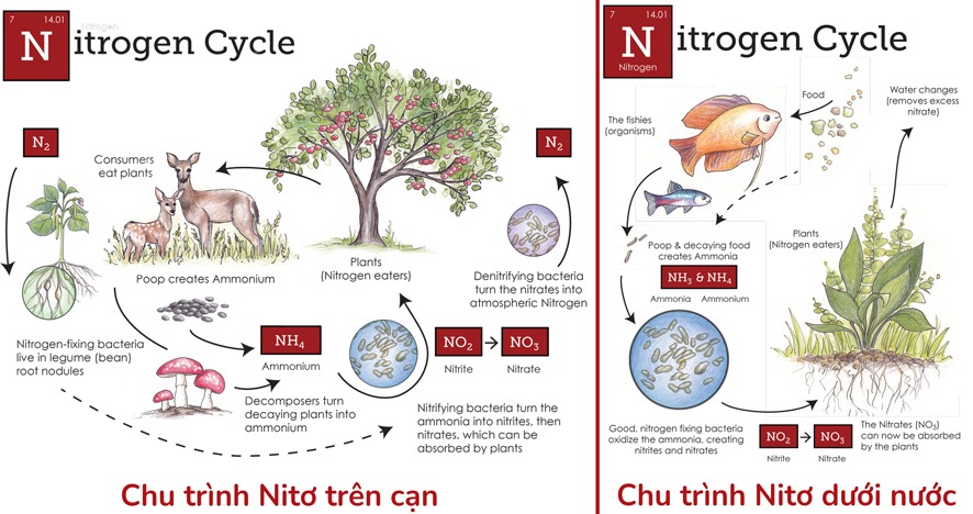vi-khuan-nitrat-hoa-nitrosomonas-nitrobacter