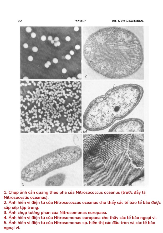 vi-khuan-nitrat-hoa-nitrosomonas-nitrobacter