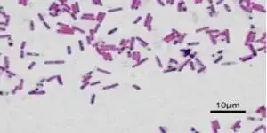 bacillus-subtilis-suc-manh-cua-truc-khuan-trong-nuoi-trong-thuy-san-4-300x150