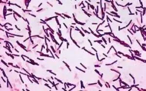 bacillus-subtilis-suc-manh-cua-truc-khuan-trong-nuoi-trong-thuy-san-8-300x188