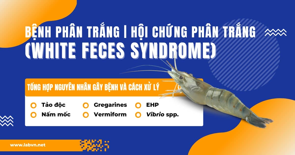 benh-phan-trang-hoi-chung-phan-trang-white-feces-syndrome-tren-tom-la-gi